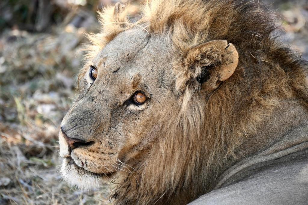 Ndlovu Log Home Dinokeng Klipdrift Exteriör bild