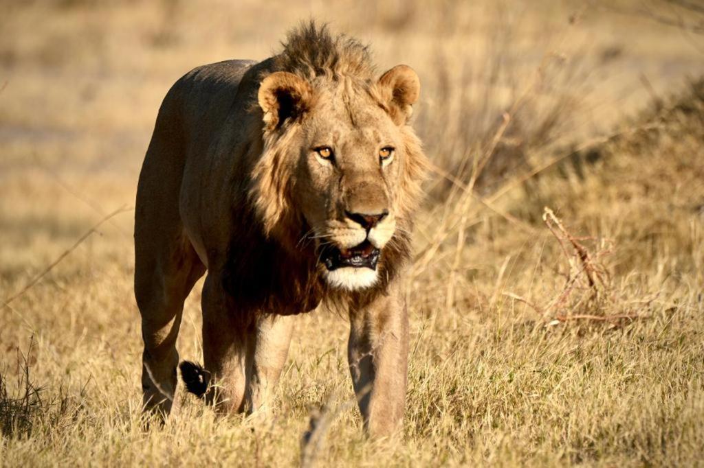 Ndlovu Log Home Dinokeng Klipdrift Exteriör bild