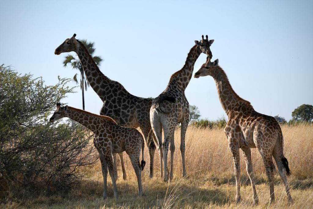 Ndlovu Log Home Dinokeng Klipdrift Exteriör bild