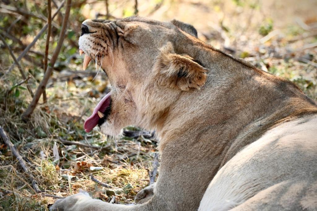 Ndlovu Log Home Dinokeng Klipdrift Exteriör bild