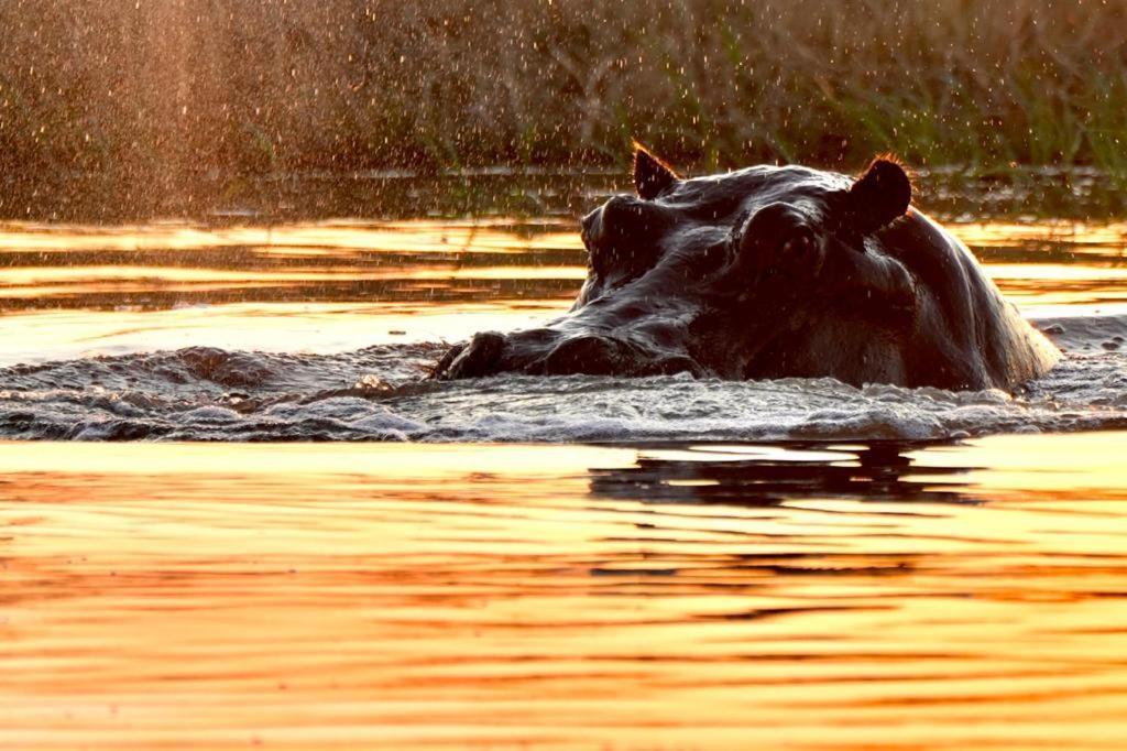 Ndlovu Log Home Dinokeng Klipdrift Exteriör bild