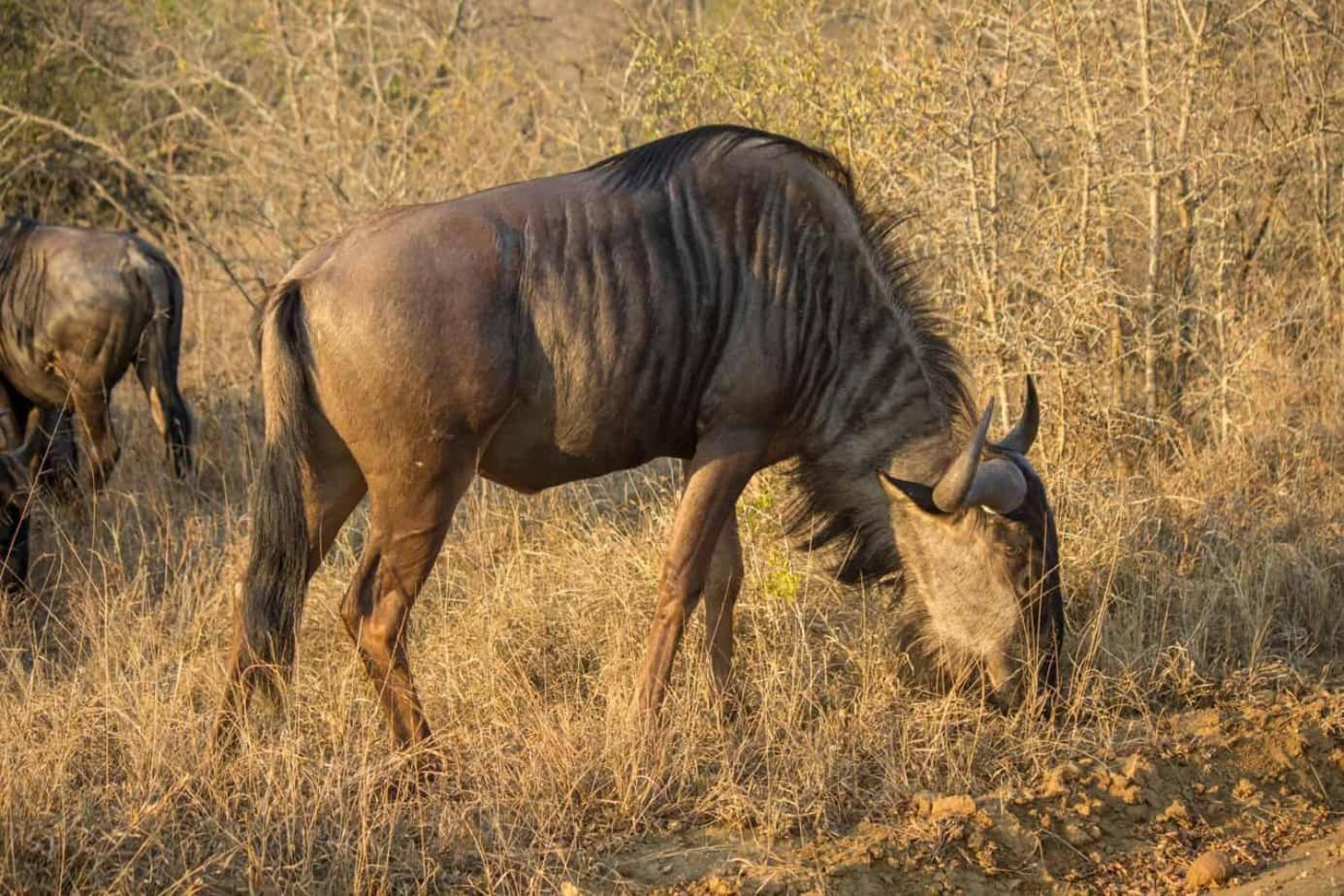 Ndlovu Log Home Dinokeng Klipdrift Exteriör bild