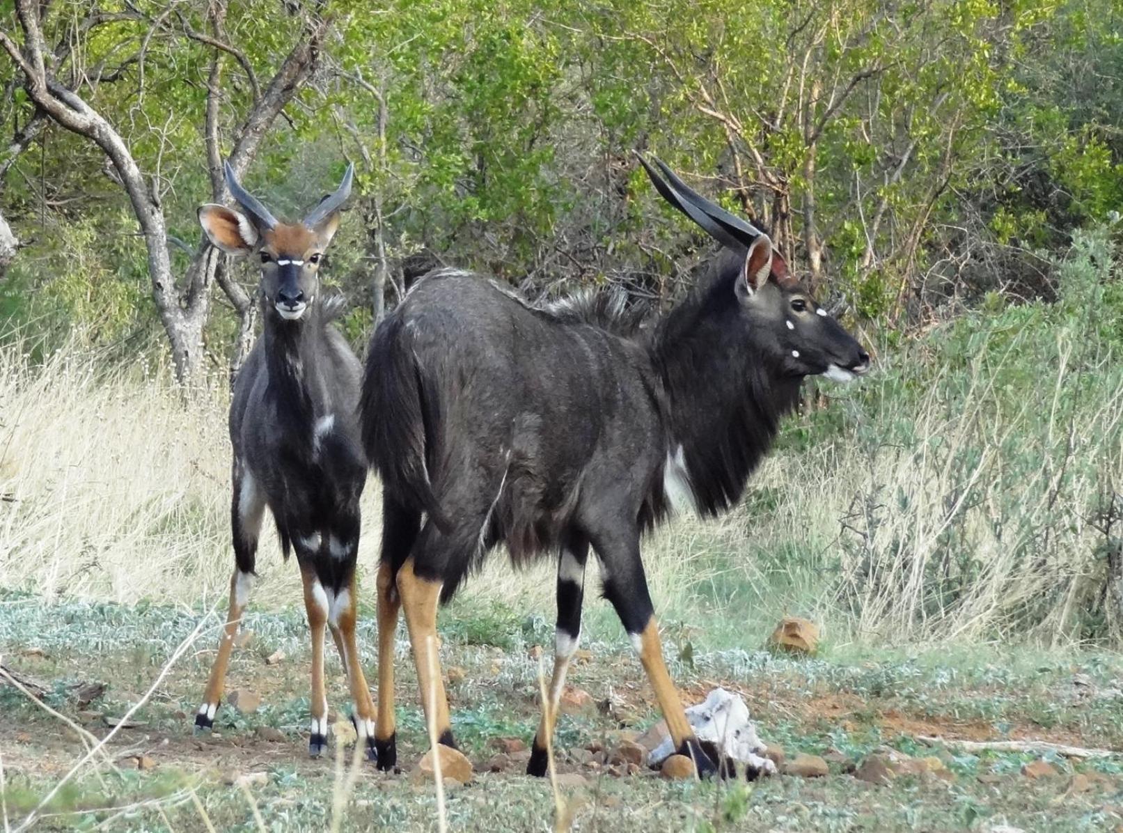 Ndlovu Log Home Dinokeng Klipdrift Exteriör bild